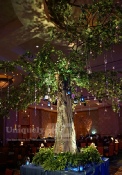 Uniquely DC Tree of Light - enchanted evening event in Washington DC.